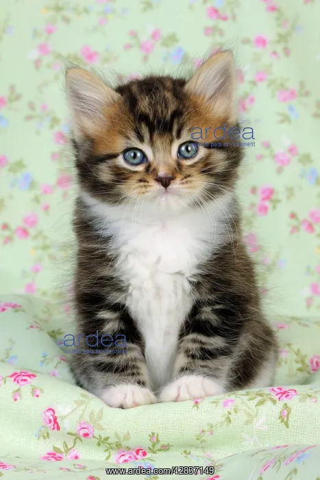 : Cat. Kitten (7 weeks old) : Cat. Kitten (7 weeks old)