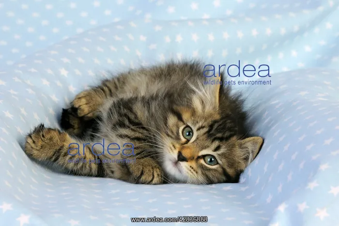: Cat. Kitten (7 weeks old) on blue background : Cat. Kitten (7 weeks old) on blue background