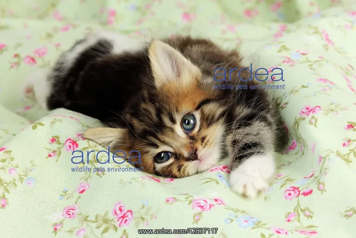 : Cat. Kitten (7 weeks old) lying down : Cat. Kitten (7 weeks old) lying down