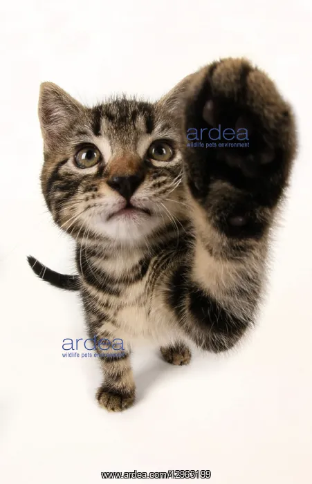 : CAT, kitten 7 weeks old, paw up to camera, selfie, studio, w : CAT, kitten 7 weeks old, paw up to camera, selfie, studio, w