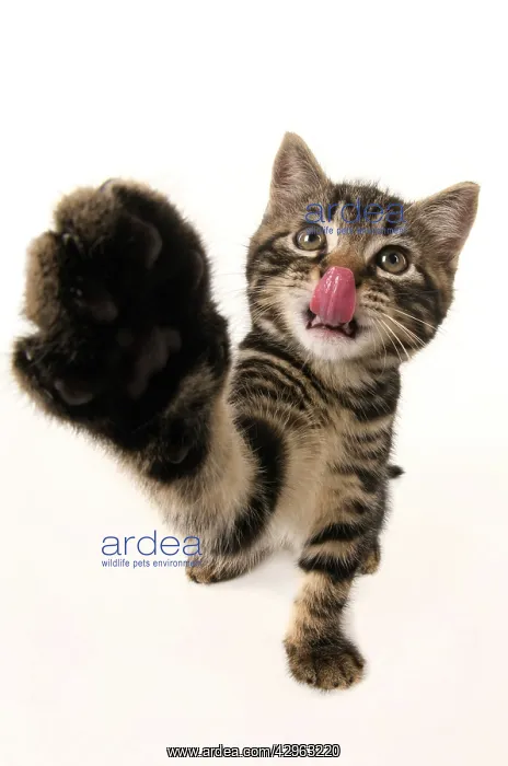 : CAT, kitten 7 weeks old, paw up to camera, selfie, studio, w : CAT, kitten 7 weeks old, paw up to camera, selfie, studio, w