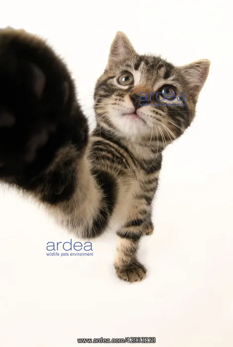 : CAT, kitten 7 weeks old, paw up to camera, selfie, studio, w : CAT, kitten 7 weeks old, paw up to camera, selfie, studio, w