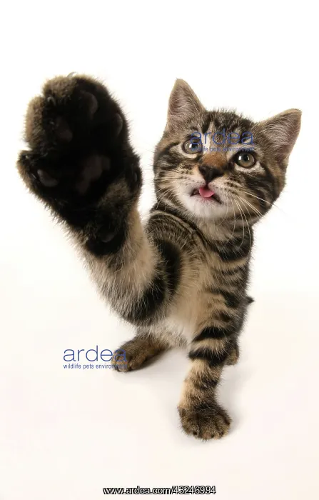 : CAT, kitten 7 weeks old, paw up to camera, selfie, studio, w : CAT, kitten 7 weeks old, paw up to camera, selfie, studio, w