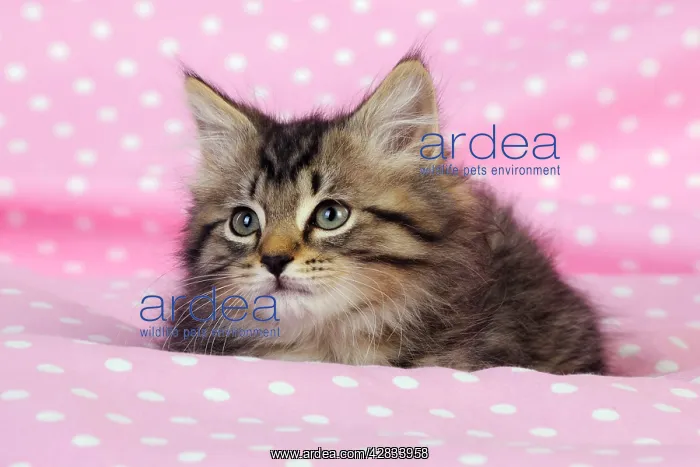 : Cat. Kitten (7 weeks old) on pink background : Cat. Kitten (7 weeks old) on pink background