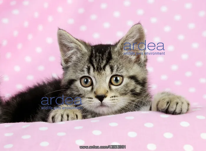 : Cat. Kitten (7 weeks old) on pink background : Cat. Kitten (7 weeks old) on pink background