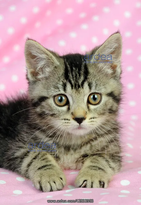: Cat. Kitten (7 weeks old) on pink background : Cat. Kitten (7 weeks old) on pink background