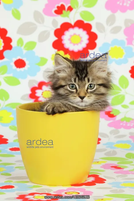 : Cat. Kitten (7 weeks old) in plant pot : Cat. Kitten (7 weeks old) in plant pot