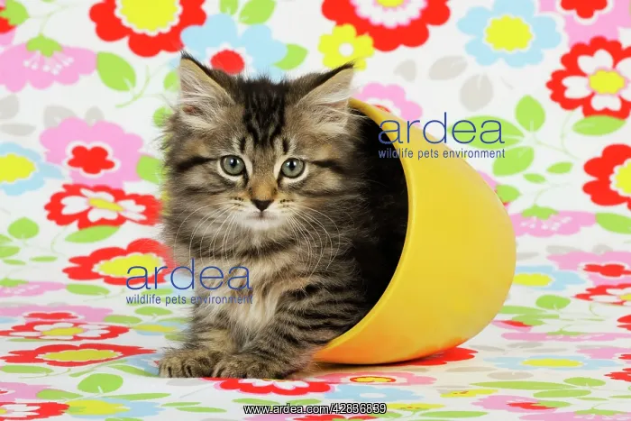 : Cat. Kitten (7 weeks old) in plant pot : Cat. Kitten (7 weeks old) in plant pot