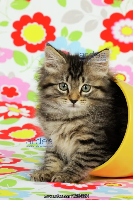 : Cat. Kitten (7 weeks old) in plant pot : Cat. Kitten (7 weeks old) in plant pot