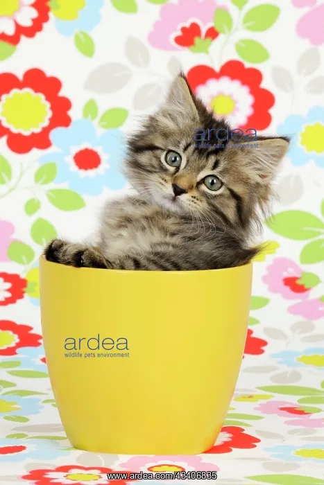: Cat. Kitten (7 weeks old) in plant pot : Cat. Kitten (7 weeks old) in plant pot
