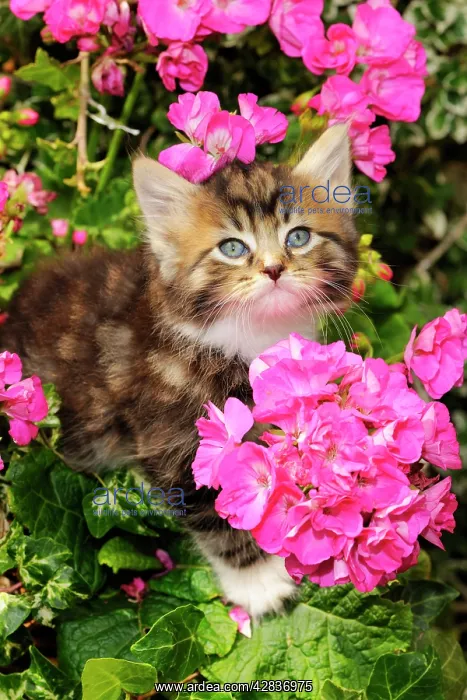 : Cat. Kitten (7 weeks old) sitting amongst pink plants : Cat. Kitten (7 weeks old) sitting amongst pink plants