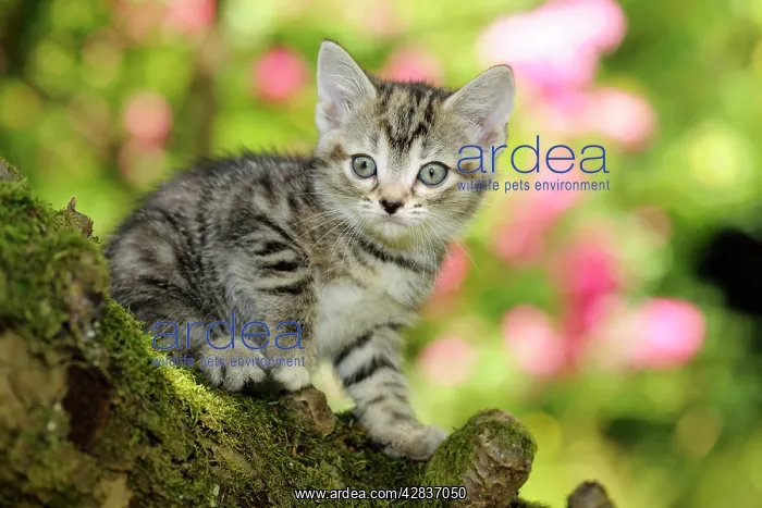 : Cat. Kitten (7 weeks old) in tree : Cat. Kitten (7 weeks old) in tree