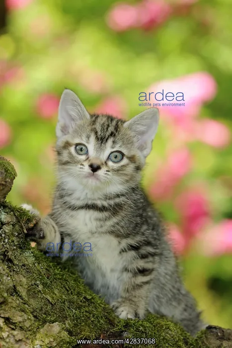 : Cat. Kitten (7 weeks old) in tree : Cat. Kitten (7 weeks old) in tree