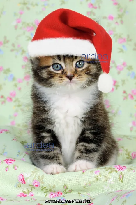 : Cat. Kitten (7 weeks old) wearing Christmas hat : Cat. Kitten (7 weeks old) wearing Christmas hat