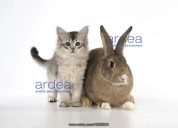 : CAT. kitten (7 weeksold ) with pet rabbit ( agouti : CAT. kitten (7 weeksold ) with pet rabbit ( agouti