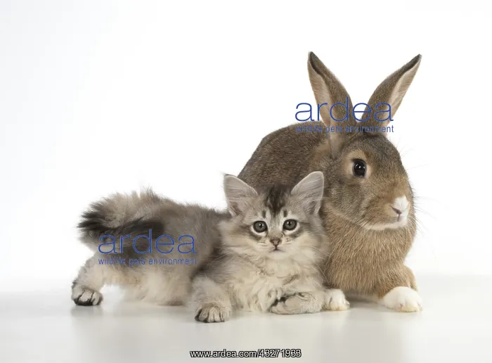 : CAT. kitten (7 weeksold ) with pet rabbit ( agouti : CAT. kitten (7 weeksold ) with pet rabbit ( agouti