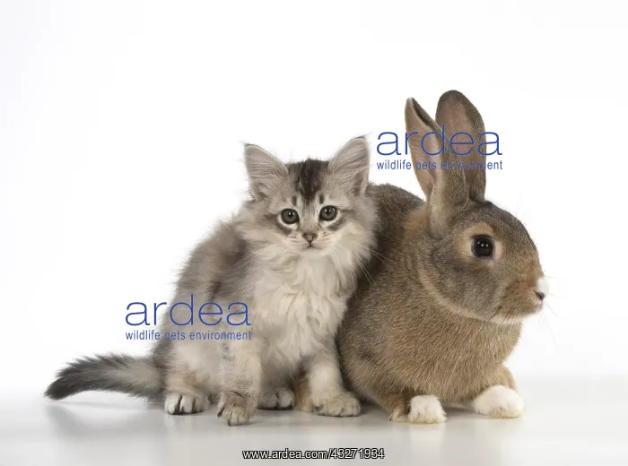 : CAT. kitten (7 weeksold ) with pet rabbit ( agouti : CAT. kitten (7 weeksold ) with pet rabbit ( agouti