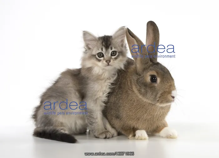 : CAT. kitten (7 weeksold ) with pet rabbit ( agouti : CAT. kitten (7 weeksold ) with pet rabbit ( agouti