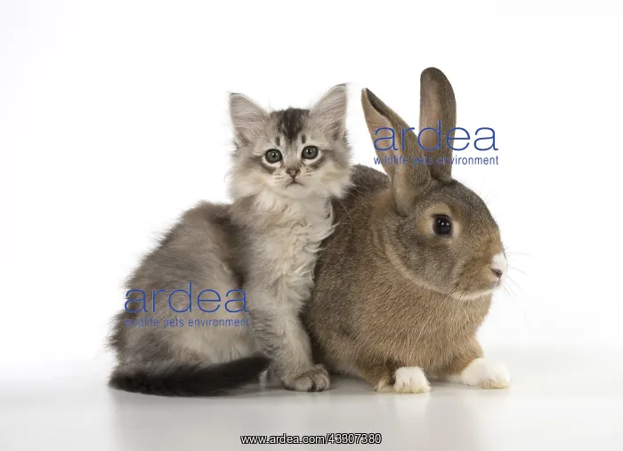 : CAT. kitten (7 weeksold ) with pet rabbit ( agouti : CAT. kitten (7 weeksold ) with pet rabbit ( agouti