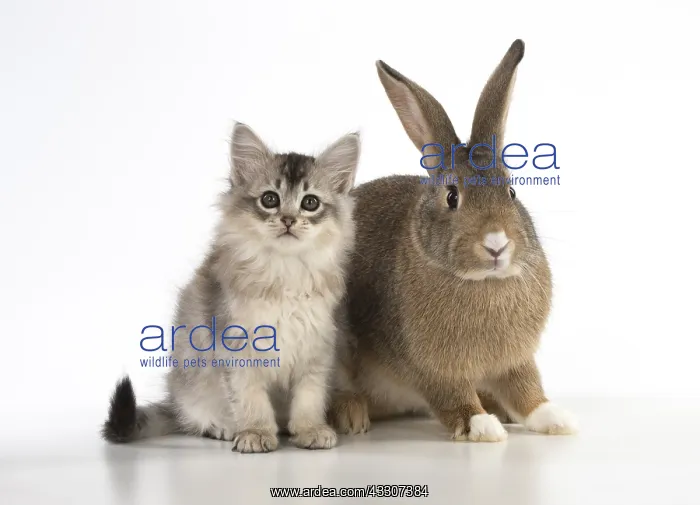 : CAT. kitten (7 weeksold ) with pet rabbit ( agouti : CAT. kitten (7 weeksold ) with pet rabbit ( agouti
