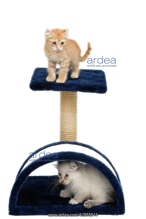 : Cat - two kitten on activity play centre / scratch post : Cat - two kitten on activity play centre / scratch post