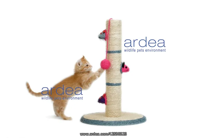 : Cat - kitten on activity play centre / scratch post : Cat - kitten on activity play centre / scratch post