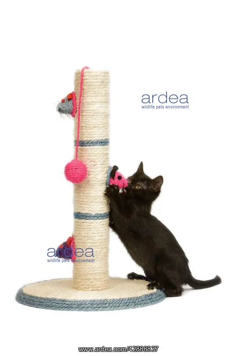 : Cat - kitten on activity play centre / scratch post : Cat - kitten on activity play centre / scratch post