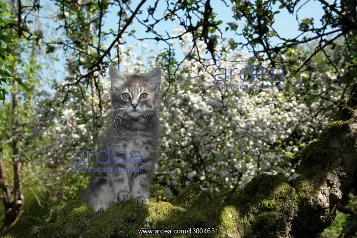: CAT. Kitten up an apple tree with blossom : CAT. Kitten up an apple tree with blossom