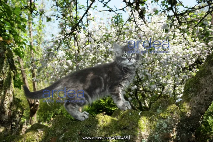 : CAT. Kitten up an apple tree with blossom : CAT. Kitten up an apple tree with blossom