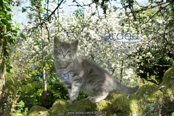 : CAT. Kitten up an apple tree with blossom : CAT. Kitten up an apple tree with blossom