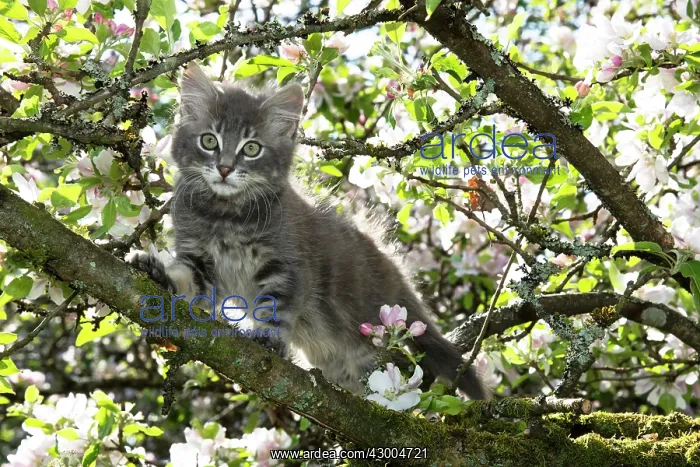: CAT. Kitten up an apple tree with blossom : CAT. Kitten up an apple tree with blossom