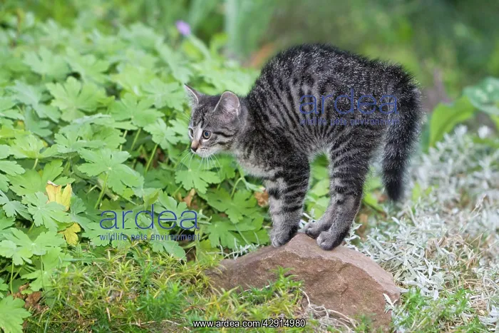 : Cat - kitten arching its back - outdoors : Cat - kitten arching its back - outdoors