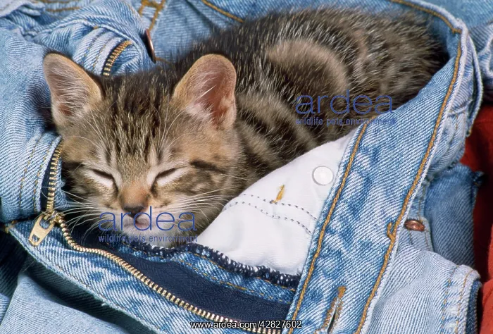 : Cat - kitten asleep in jeans : Cat - kitten asleep in jeans