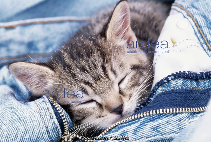 : CAT - Kitten asleep in jeans : CAT - Kitten asleep in jeans