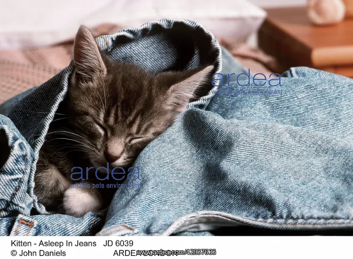 : CAT - Kitten asleep in jeans : CAT - Kitten asleep in jeans