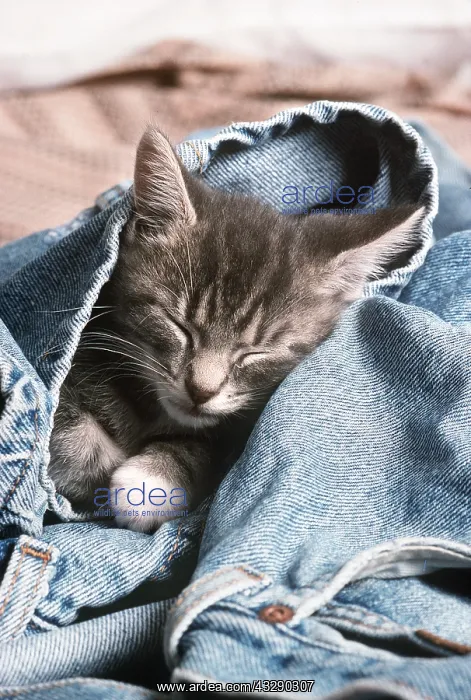 : CAT - kitten asleep in jeans : CAT - kitten asleep in jeans