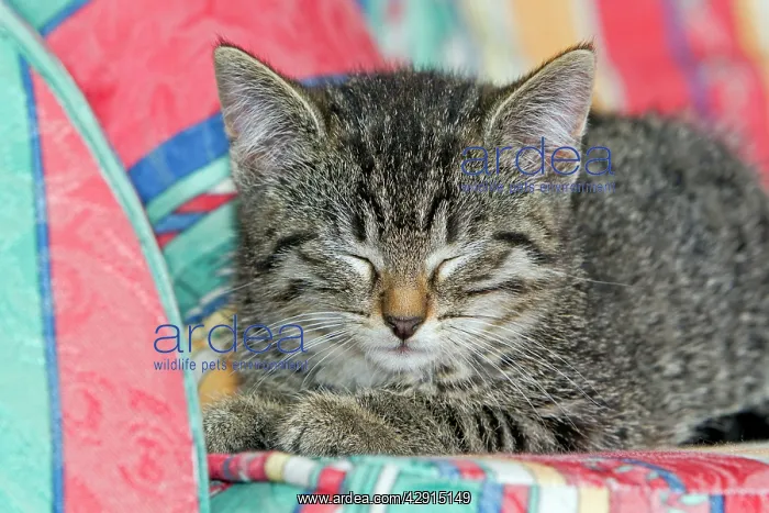 : Cat - kitten asleep on sofa : Cat - kitten asleep on sofa