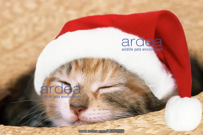 : Cat - Kitten asleep in straw hat : Cat - Kitten asleep in straw hat