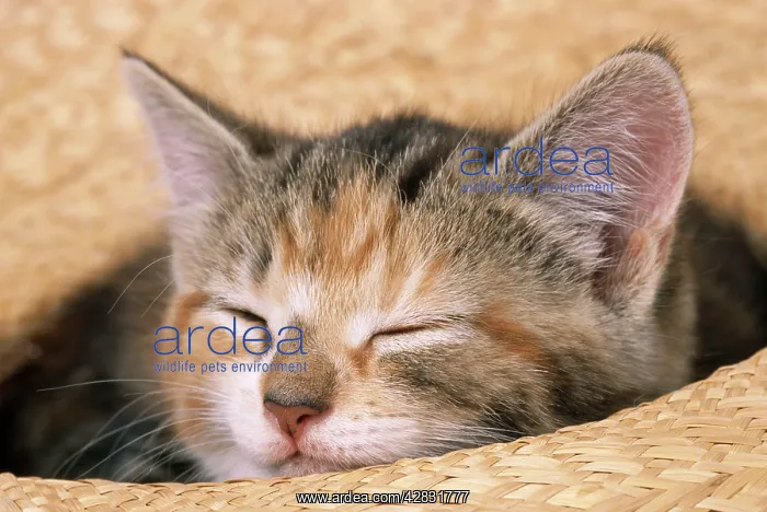 : CAT - kitten asleep in straw hat : CAT - kitten asleep in straw hat