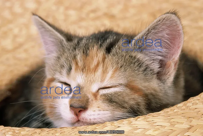 : CAT - kitten asleep in straw hat : CAT - kitten asleep in straw hat