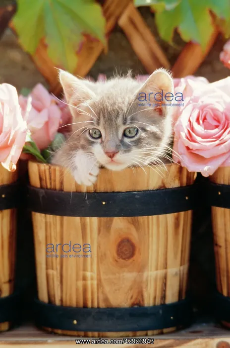  : CAT - Kitten in barrel with roses