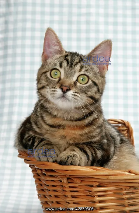 : Cat - Kitten in a basket : Cat - Kitten in a basket