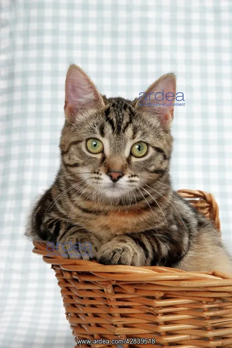 : Cat - Kitten in basket : Cat - Kitten in basket