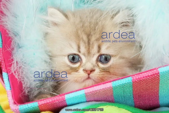  : Cat - kitten in basket