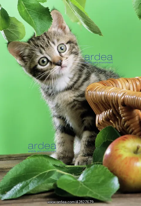 : Cat - kitten by basket and apple in autumn : Cat - kitten by basket and apple in autumn