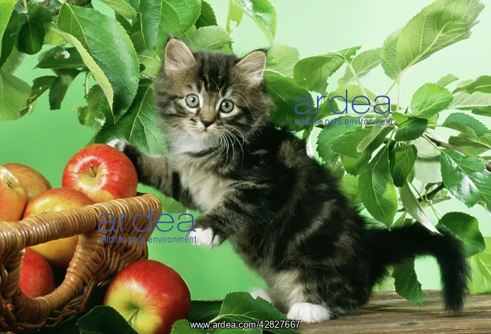 : CAT - Kitten with basket of apples : CAT - Kitten with basket of apples