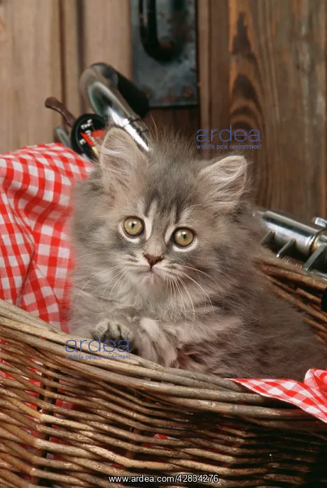 : CAT - kitten in basket on bicycle : CAT - kitten in basket on bicycle
