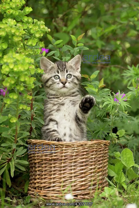  : Cat kitten in basket in garden