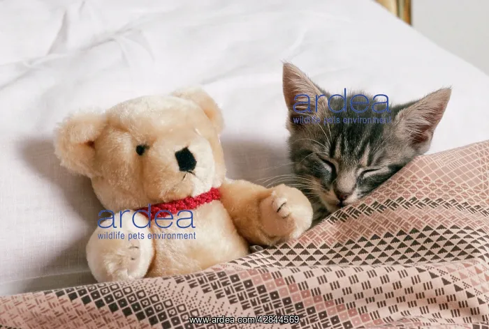 : CAT - kitten in bed with teddy bear : CAT - kitten in bed with teddy bear