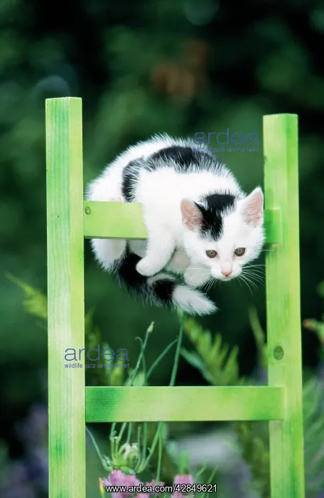  : CAT - Kitten, black and white